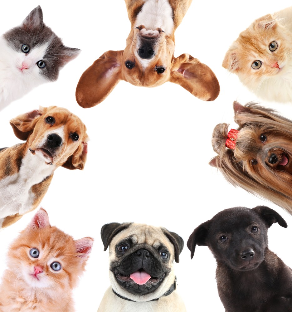 Tema Contenido Ganador ¿Cómo escoger la mejor mascota para la familia?