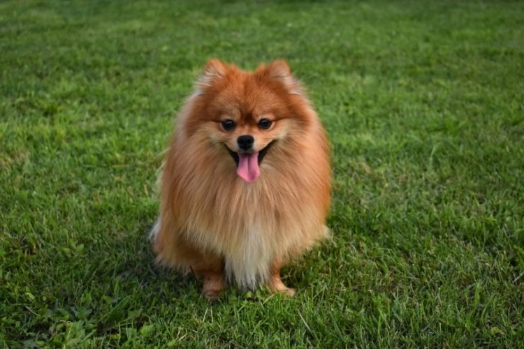 la verdadera historia detras del perro con coronavirus que murio