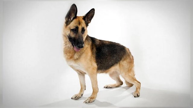 with handsome good looks the german shepherd was an original canine movie star before the breed became popular police and military dogs
